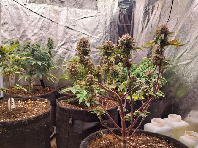 Pomofour le retour. Week 12 - 13/12