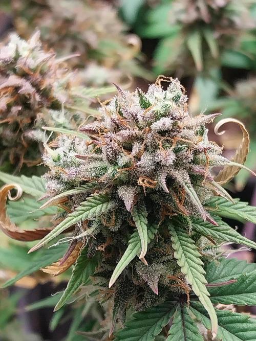 Pomofour le retour. Week 12 - 13/12