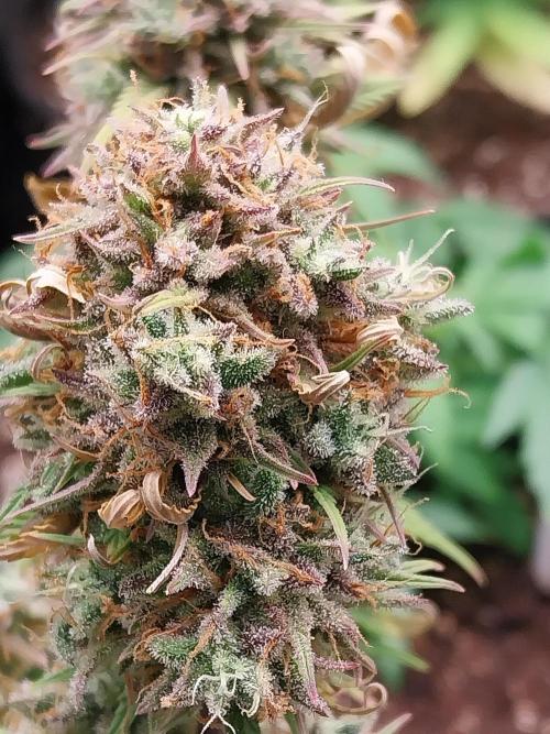 Pomofour le retour. Week 12 - 13/12