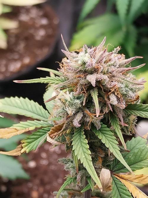 Pomofour le retour. Week 12 - 13/12