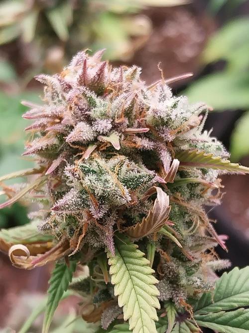 Pomofour le retour. Week 12 - 13/12