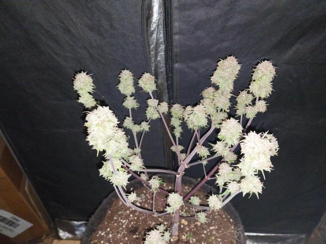 Pomofour le retour. Week 12 - 13/12