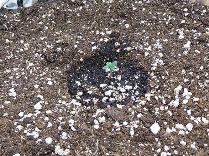 habannon. Week 1 - 07/12