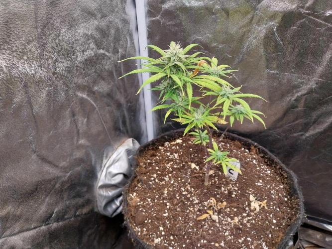 Poudraufou. Week 11 - 08/12