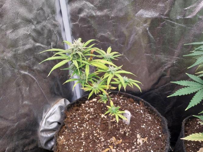 Poudraufou. Week 11 - 09/12