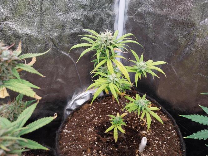 Poudraufou. Week 11 - 10/12