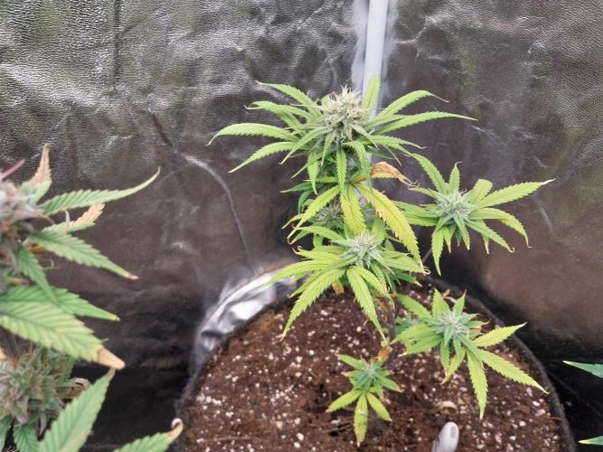 Poudraufou. Week 11 - 11/12