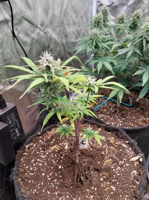 Poudraufou. Week 11 - 12/12