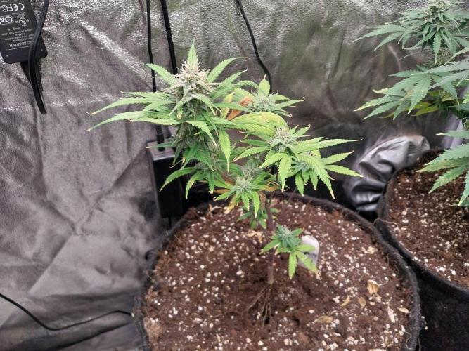 Poudraufou. Week 11 - 13/12