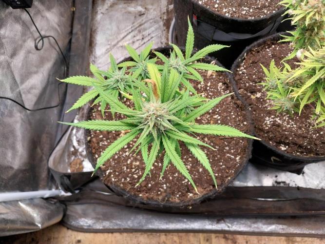 Poudraufou. Week 11 - 14/12