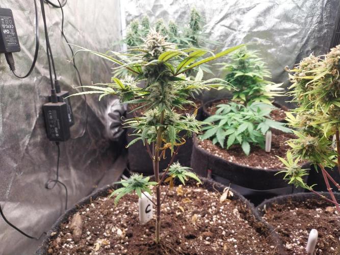 Poudraufou. Week 11 - 14/12