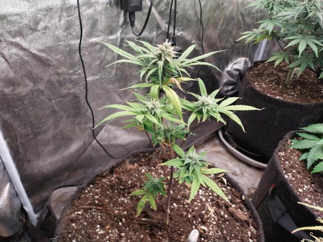 Poudraufou. Week 11 - 14/12