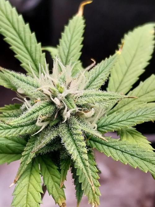 Poudraufou. Week 11 - 14/12