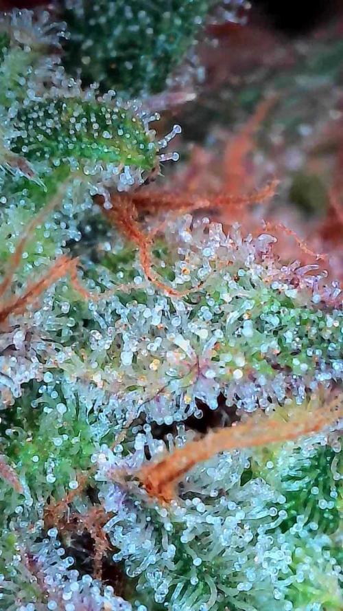 Pomofour le retour. Week 12 - 13/12