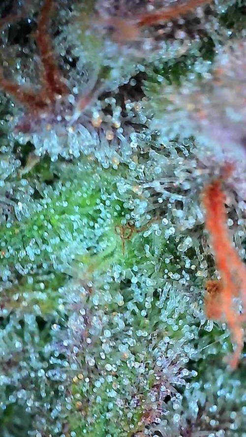 Pomofour le retour. Week 12 - 13/12