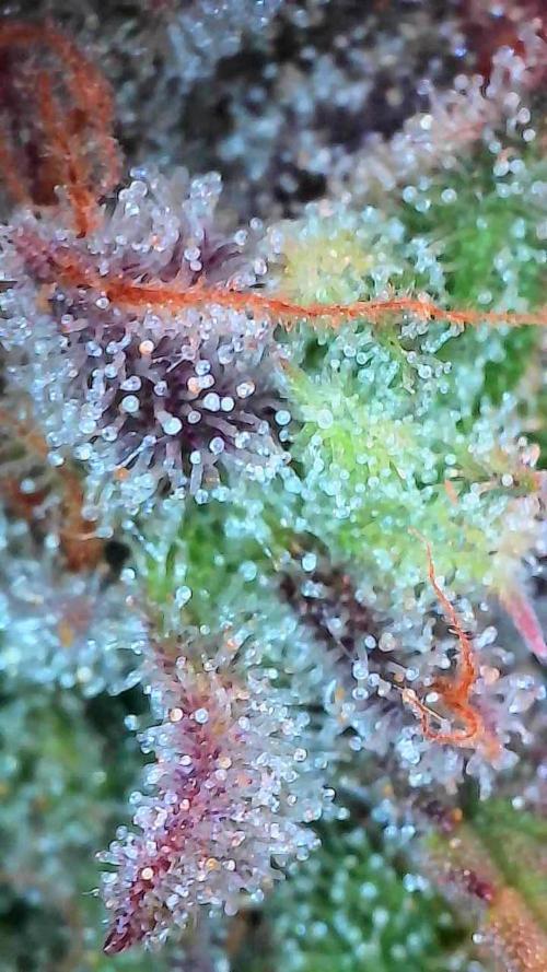 Pomofour le retour. Week 12 - 13/12