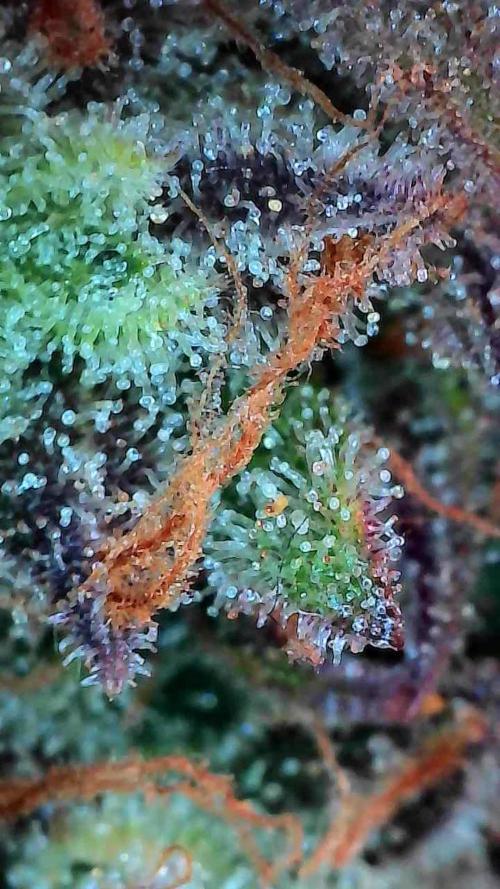 Pomofour le retour. Week 12 - 13/12