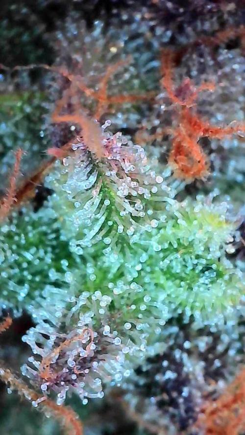 Pomofour le retour. Week 12 - 13/12