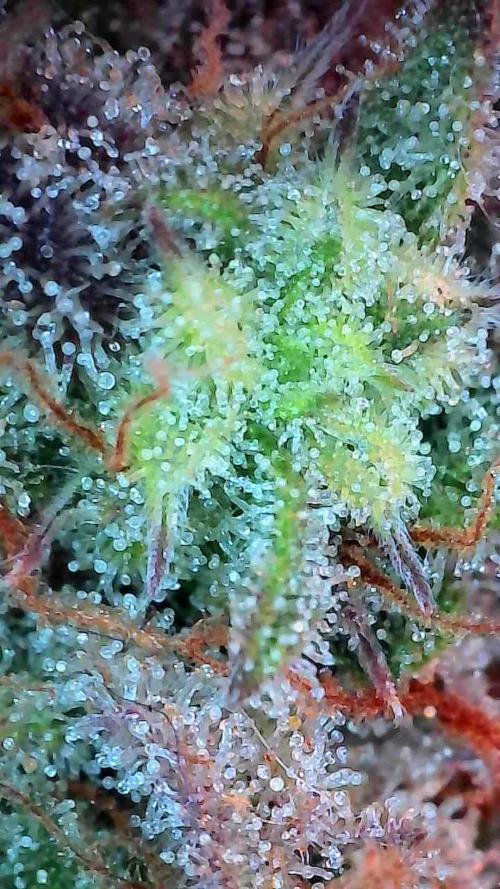 Pomofour le retour. Week 12 - 13/12