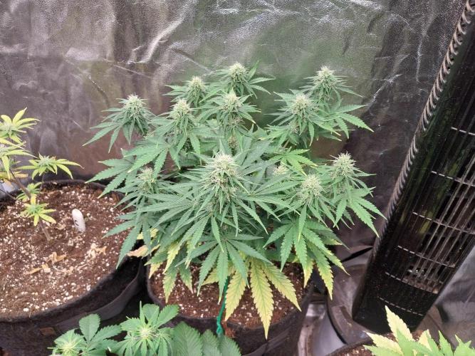 Oeuf-coktail. Week 9 - 09/12