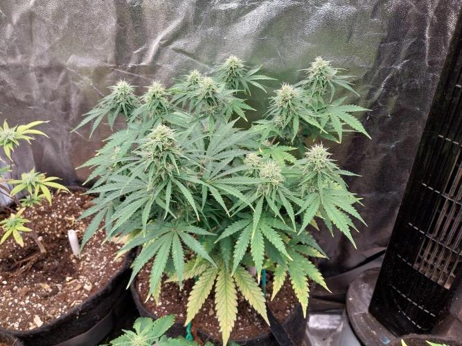 Oeuf-coktail. Week 9 - 10/12