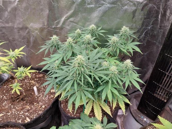 Oeuf-coktail. Week 9 - 11/12