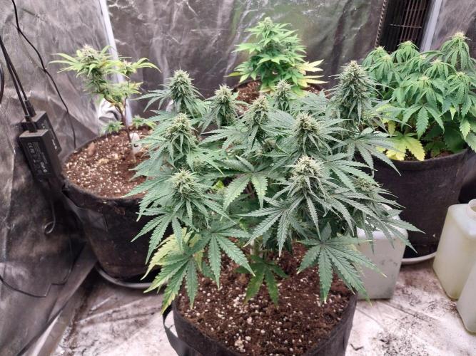 Oeuf-coktail. Week 9 - 12/12