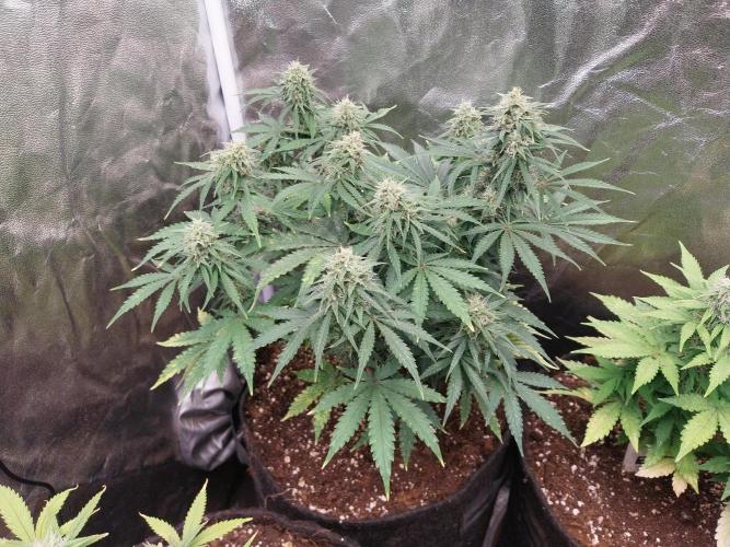 Oeuf-coktail. Week 9 - 13/12