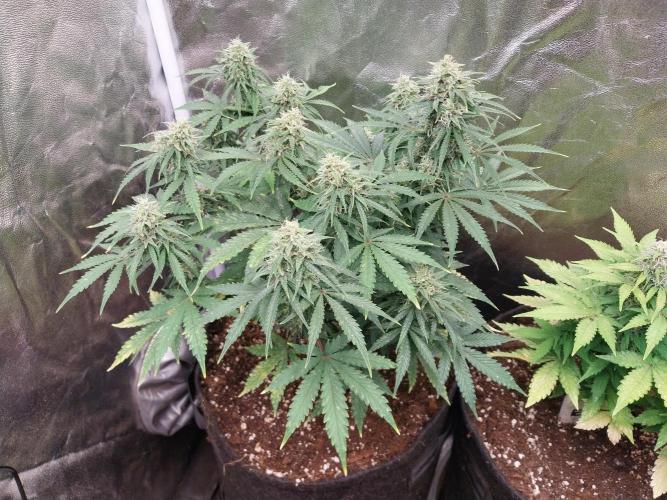 Oeuf-coktail. Week 9 - 14/12