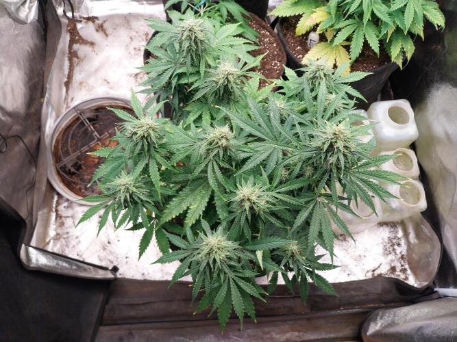 Oeuf-coktail. Week 9 - 15/12 