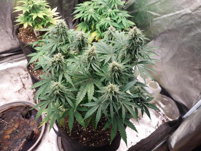 Oeuf-coktail. Week 9 - 15/12