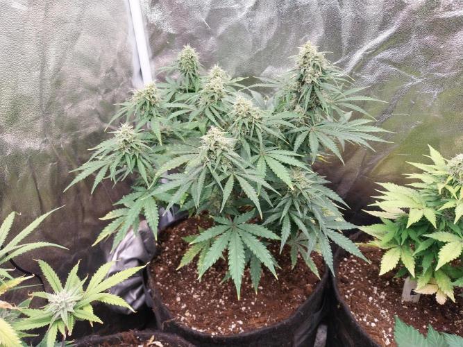 Oeuf-coktail. Week 9 - 15/12