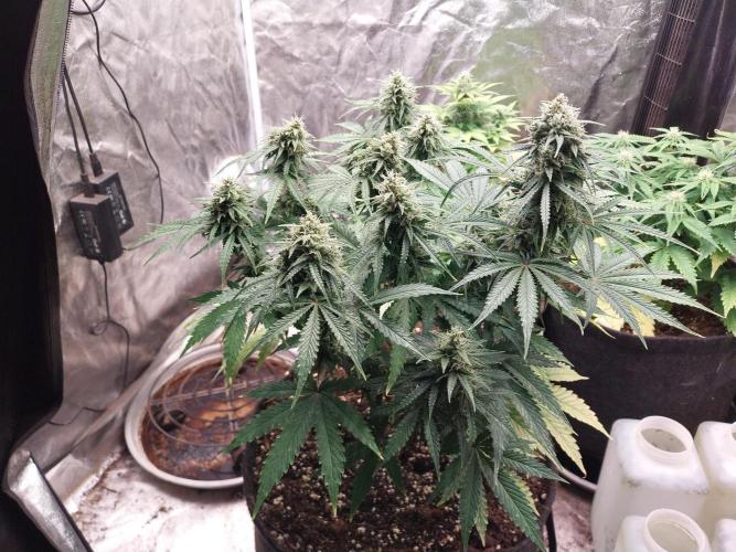 Oeuf-coktail. Week 9 - 15/12