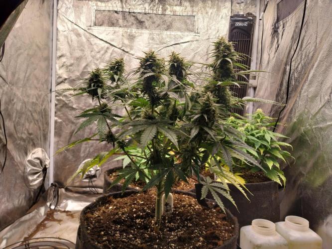 Oeuf-coktail. Week 9 - 15/12