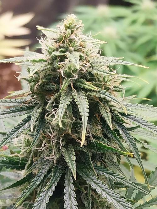 Oeuf-coktail. Week 9 - 15/12