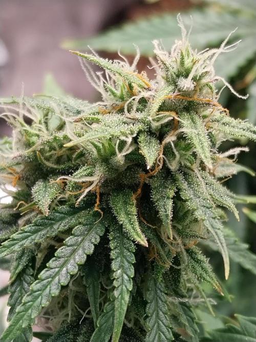 Oeuf-coktail. Week 9 - 15/12