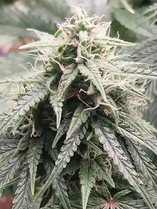 Oeuf-coktail. Week 9 - 15/12