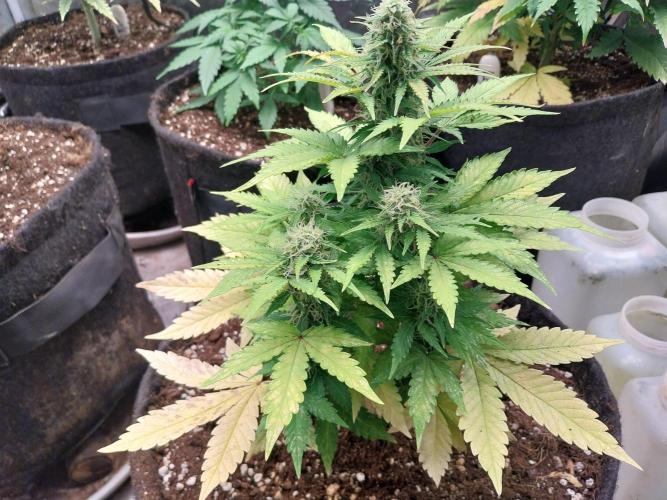 Blanchette. Week 7 - 16/12