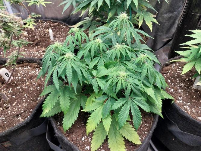 Pierrette de la lune 2. Week 6 - 11/12