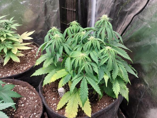 Pierrette de la lune 2. Week 6 - 12/12