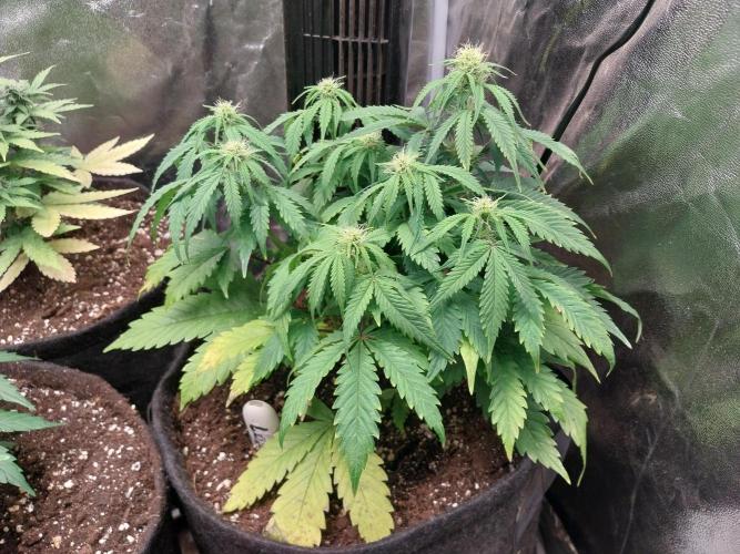 Pierrette de la lune 2. Week 6 - 13/12