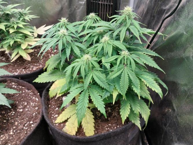 Pierrette de la lune 2. Week 6 - 14/12