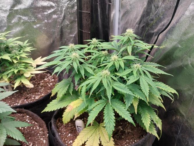 Pierrette de la lune 2. Week 6 - 15/12