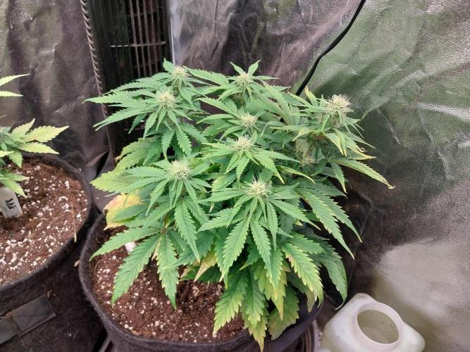 Pierrette de la lune 2. Week 6 - 16/12