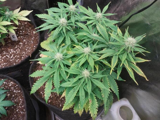 Pierrette de la lune 2. Week 6 - 17/12