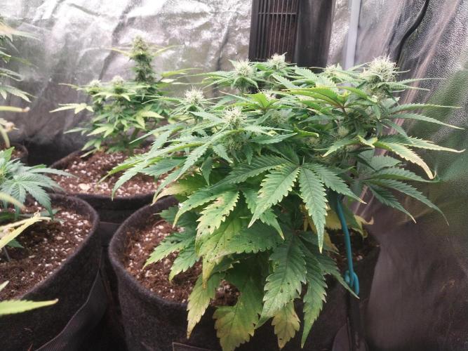 Pierrette de la lune 2. Week 6 - 17/12