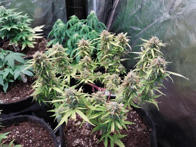 Mat Ohperché. Week 15 - 12/12