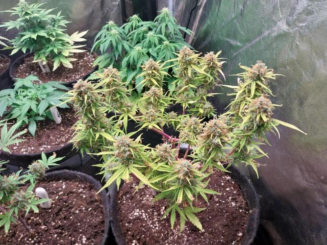 Mat Ohperché. Week 15 - 13/12