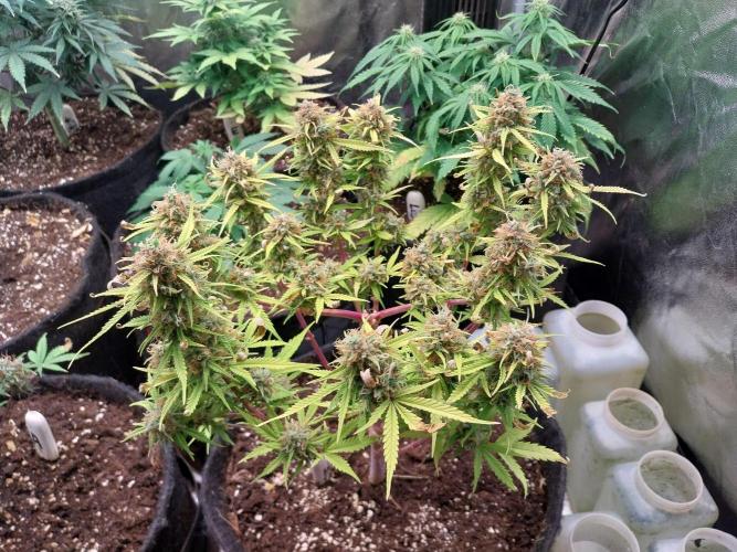 Mat Ohperché. Week 15 - 14/12