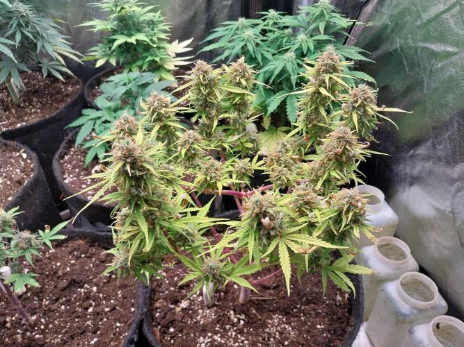 Mat Ohperché. Week 15 - 15/12